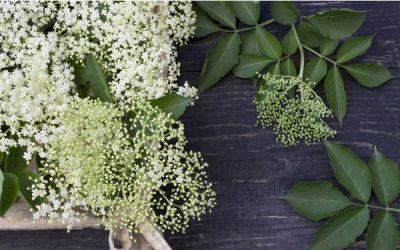 Fried elderberry – a popular gourmet delicacy