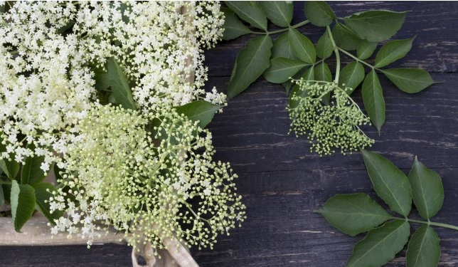 Fried elderberry – a popular gourmet delicacy