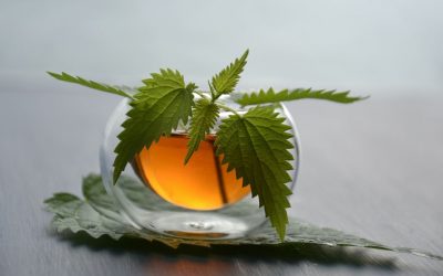 Nettle – spring flavours with an air of sustainable gastronomy