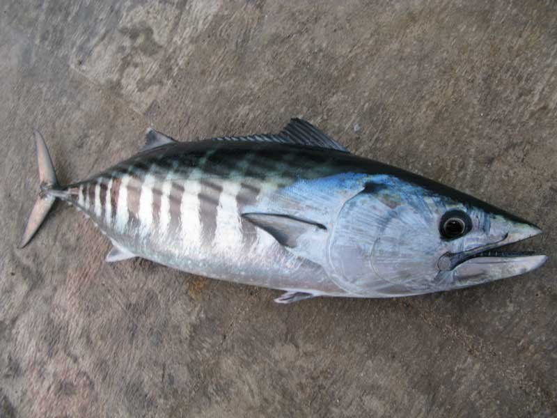 Palamida – plava riba dostojna raskošnih svečanosti
