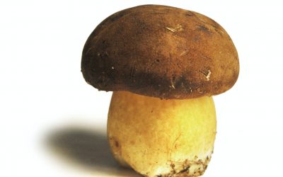 Culinary magic with forest delicacies – it’s cep season