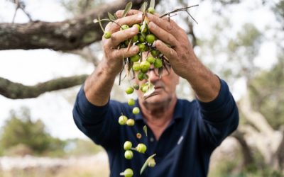 Autohtone dalmatinske sorte – čuvarice tradicije i okusa Mediterana