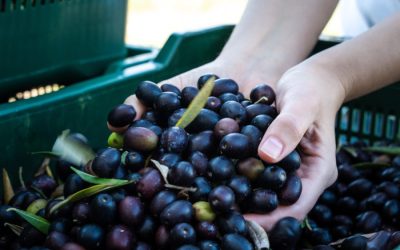 Maslinovo ulje i kolesterol: Prirodni recept za dugovječnost