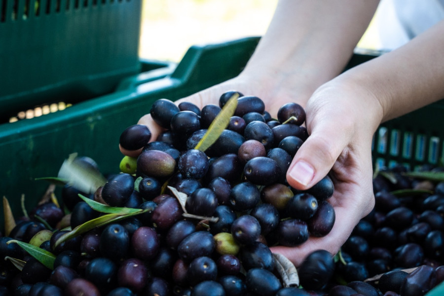 Maslinovo ulje i kolesterol: Prirodni recept za dugovječnost